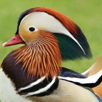 canardmandarin avatar