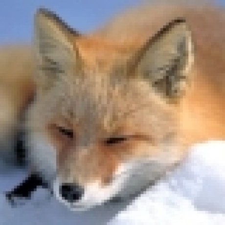 vbfox avatar