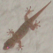 hemidactylus