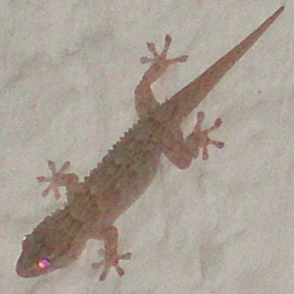 hemidactylus avatar