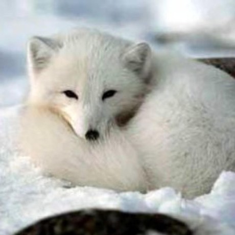 icy-arctic-fox