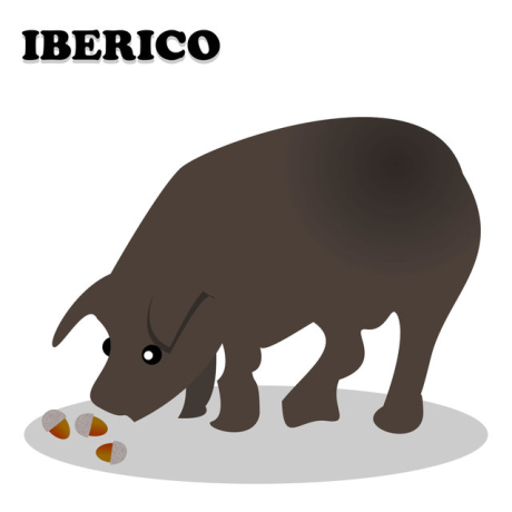 iberianpig avatar