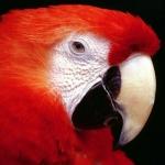 zeqmacaw avatar