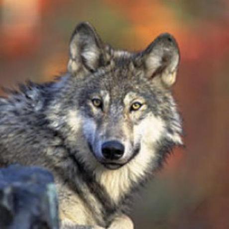 Wolf photo