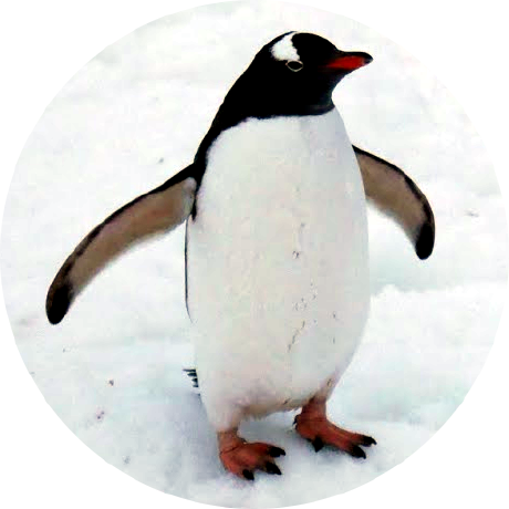 blushingpenguin avatar