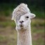 @lambda-llama