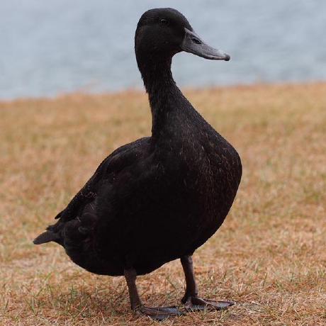 theblackmallard avatar