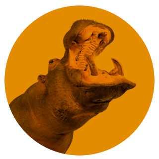 stonehippo avatar