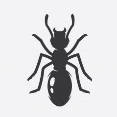 fire-ant avatar