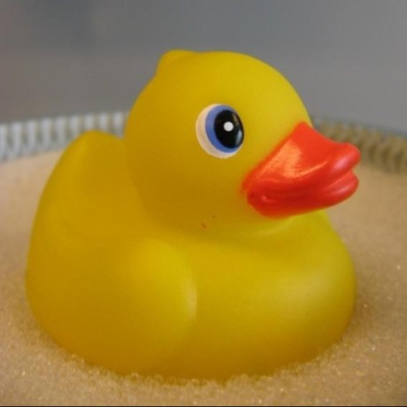 small-yellow-duck