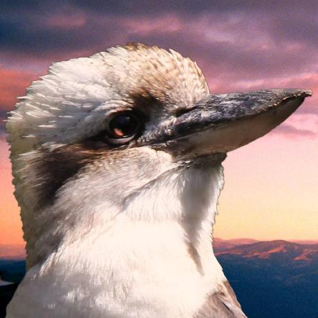 sunsetkookaburra avatar