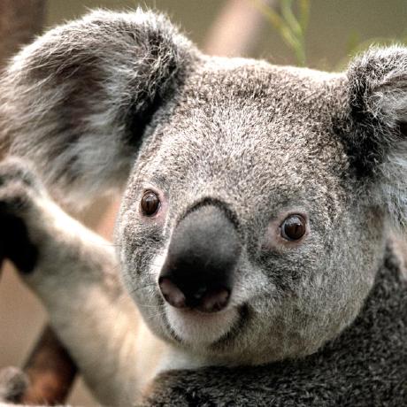 koala photo