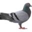 @Pigeon-Developer