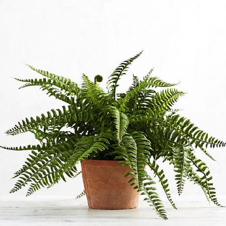 ferntheplant avatar