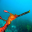 weedySeaDragon