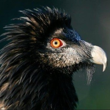 NoirVulture