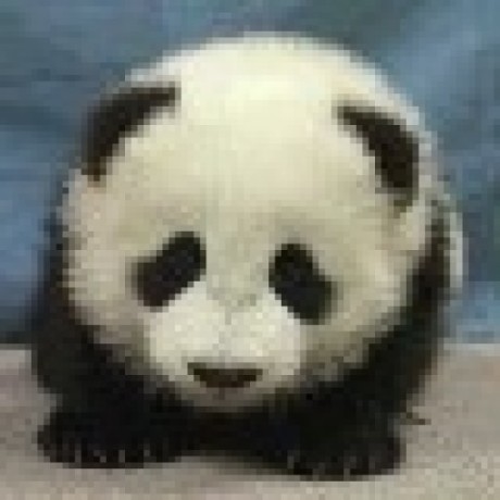 abnopanda