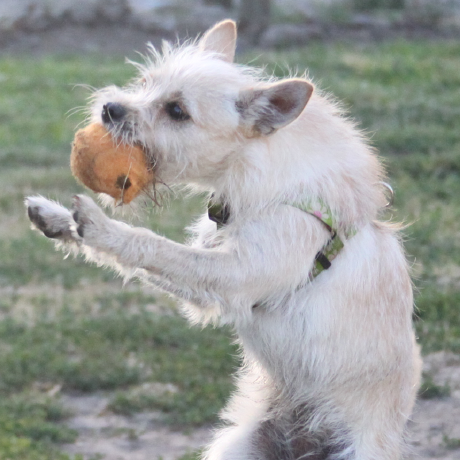 miniscruff/changie