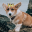  queenofcorgis