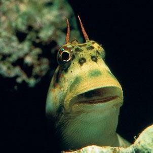 mrblenny avatar